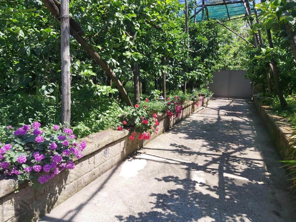 Soso Bed & Breakfast Sorrento Bagian luar foto