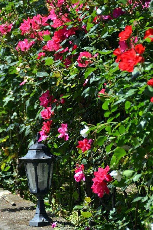 Soso Bed & Breakfast Sorrento Bagian luar foto
